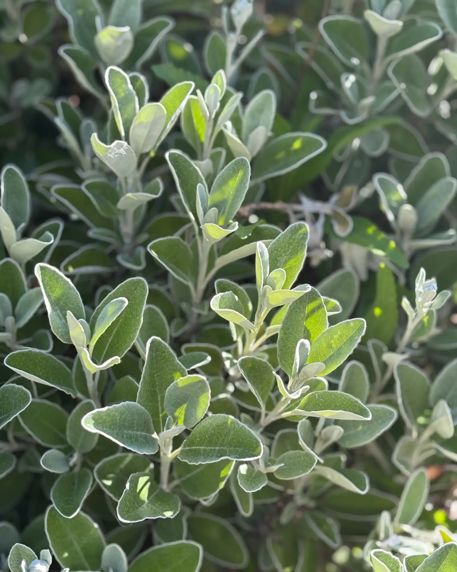 Contemporary Australian - 1