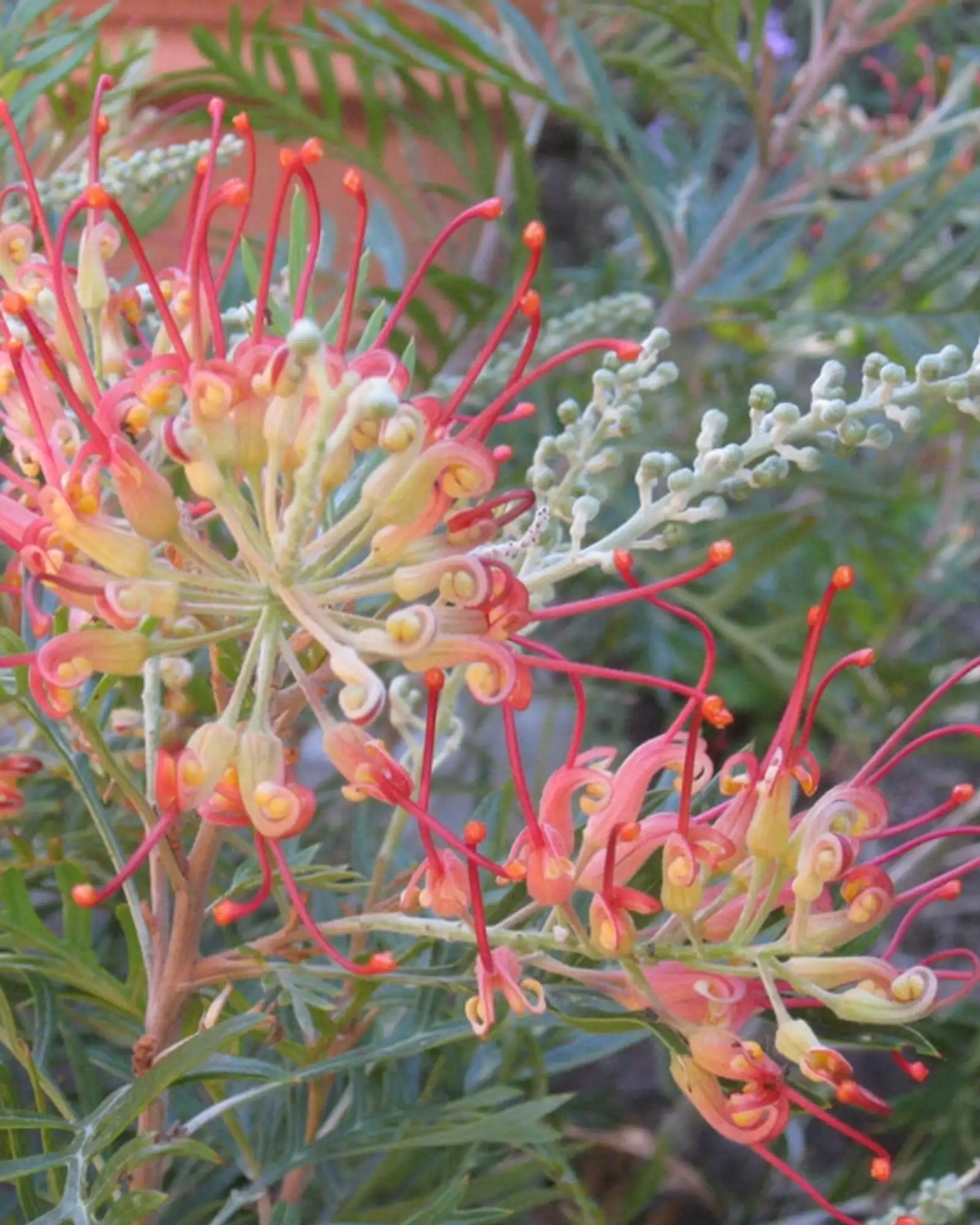 Contemporary Australian - 2