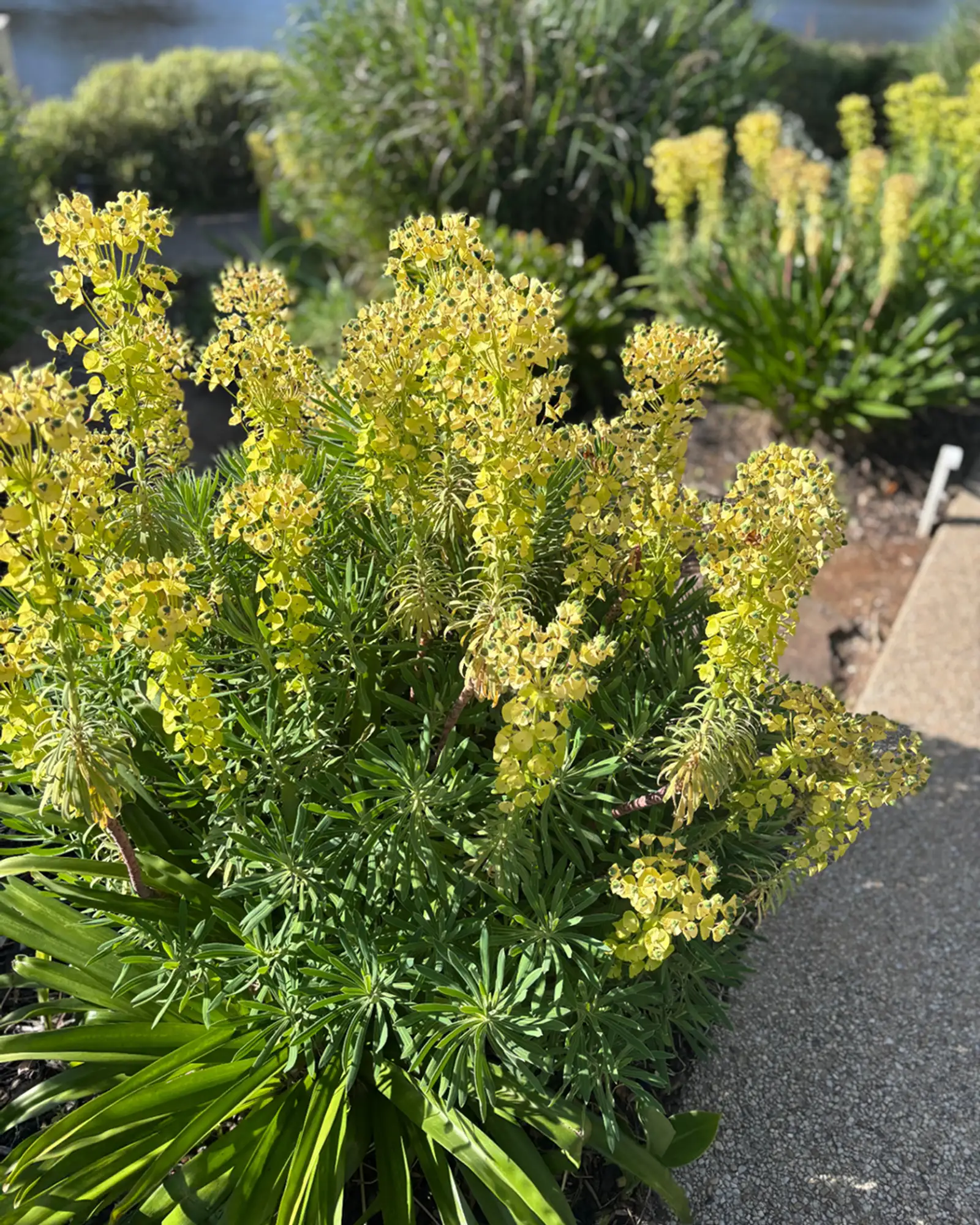 Romany Lambert - Inspired & Theme 02