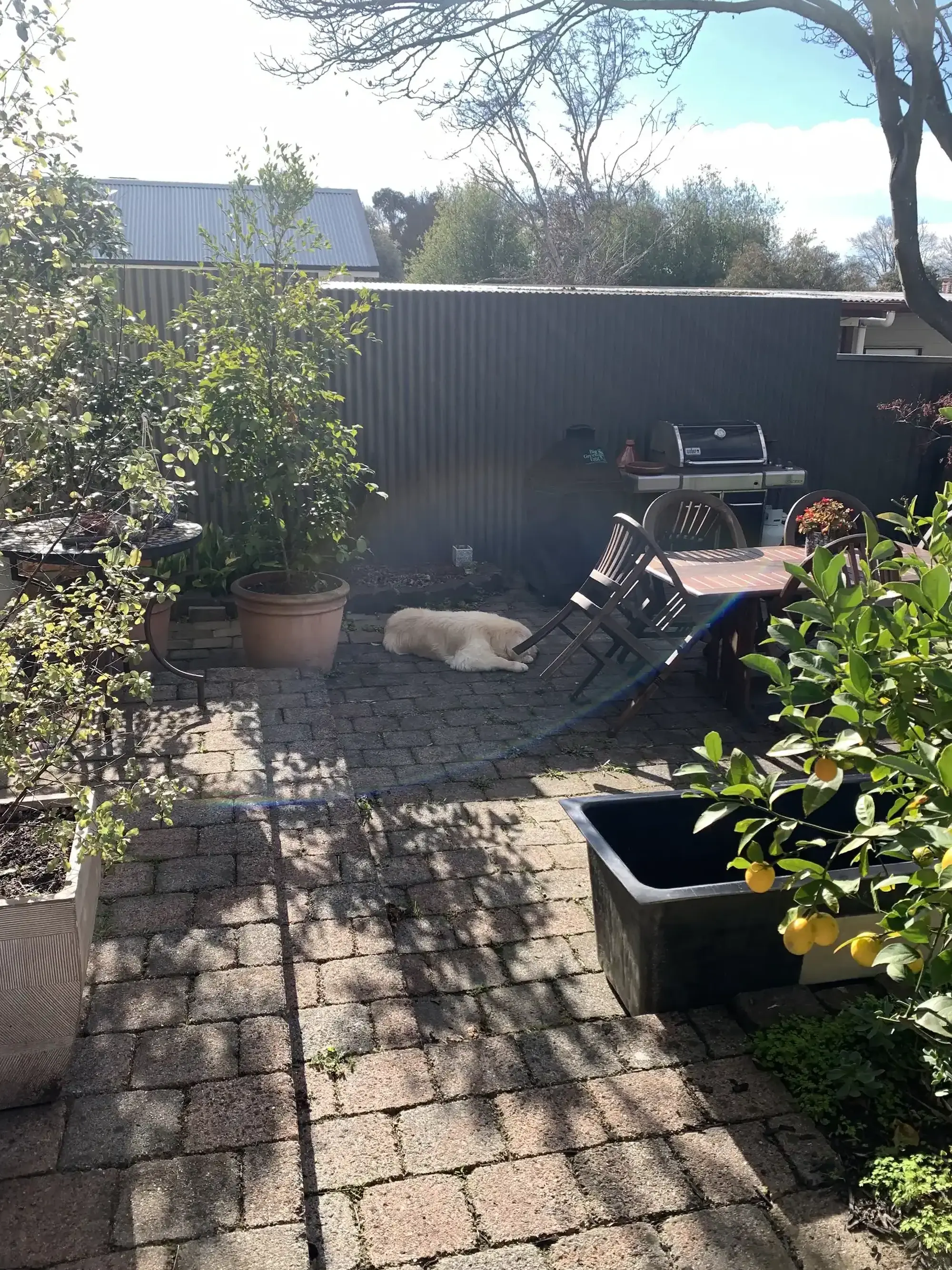 Romany Lambert Ballarat - City Garden - Before 05