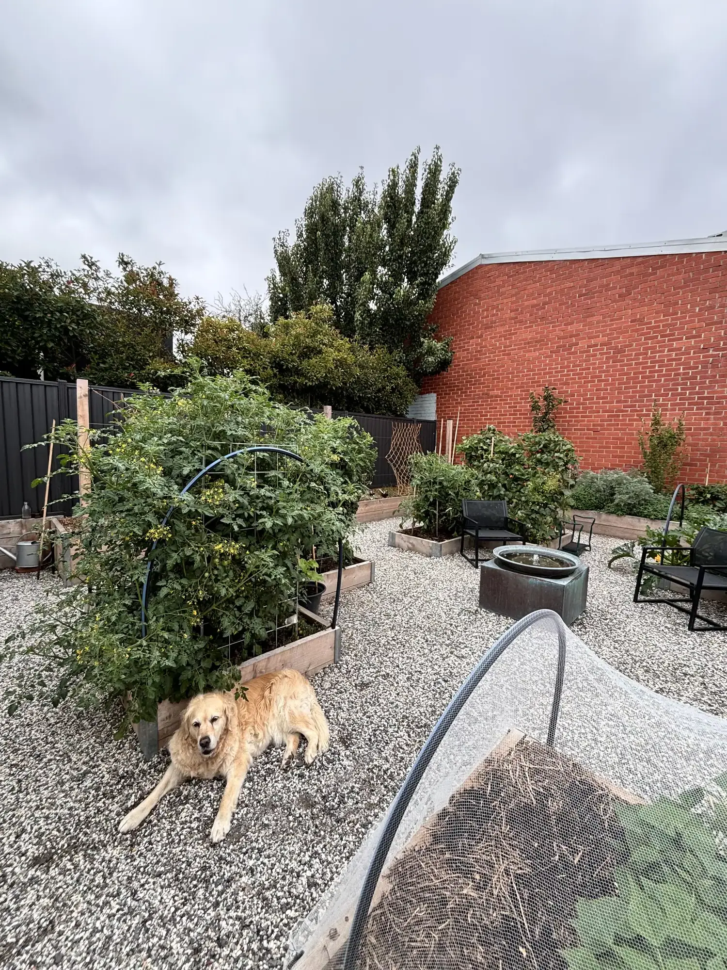 Romany Lambert Ballarat - Garden - After 05