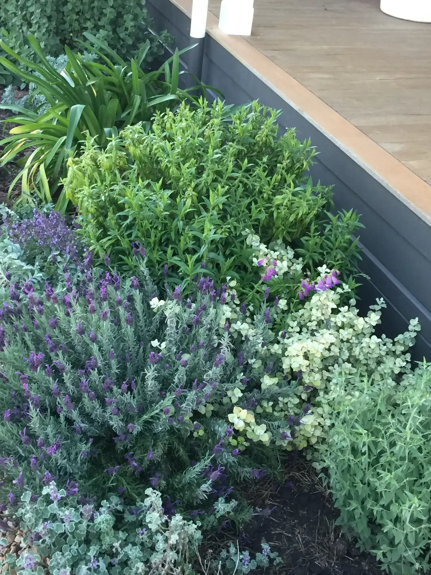 Romany Lambert Smeaton - Homestead - After 05